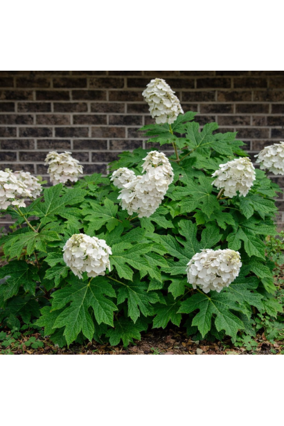 Hydrangea Аліса в саду